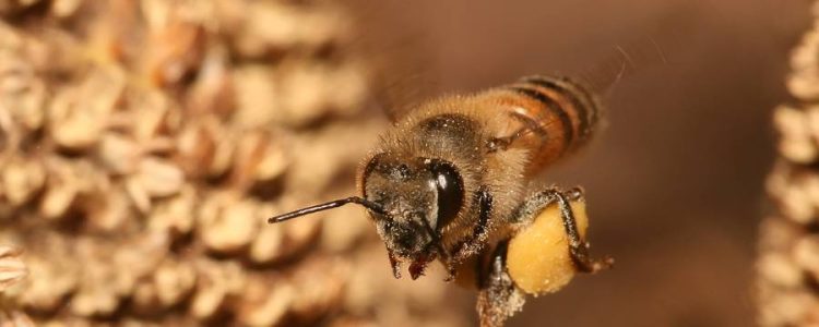 včelí pel imunita antioxidant včelie produkty superpotravina doktorshop.sk perga propolis med